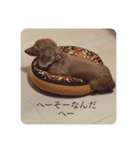 やまおの愛犬キャンディちゃん（個別スタンプ：5）