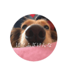 やまおの愛犬キャンディちゃん（個別スタンプ：6）
