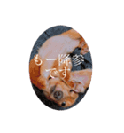 やまおの愛犬キャンディちゃん（個別スタンプ：8）