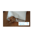 koideYukiya（個別スタンプ：2）