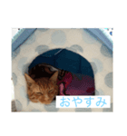 koideYukiya（個別スタンプ：6）