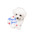犬の可愛い世界（個別スタンプ：1）