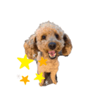 犬の可愛い世界（個別スタンプ：2）