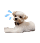犬の可愛い世界（個別スタンプ：4）