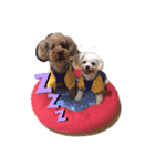 犬の可愛い世界（個別スタンプ：6）