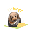 犬の可愛い世界（個別スタンプ：8）