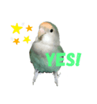 コザクラインコのピピちゃん（個別スタンプ：1）