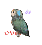 コザクラインコのピピちゃん（個別スタンプ：2）