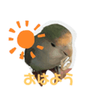 コザクラインコのピピちゃん（個別スタンプ：4）