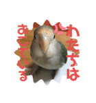 コザクラインコのピピちゃん（個別スタンプ：6）