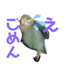 コザクラインコのピピちゃん（個別スタンプ：7）