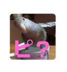 コザクラインコのピピちゃん（個別スタンプ：8）