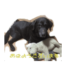 ラブラドール シェリー（個別スタンプ：2）