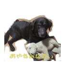 ラブラドール シェリー（個別スタンプ：7）