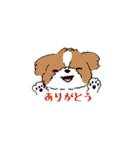 ゆるふわシーズー（個別スタンプ：1）