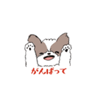 ゆるふわシーズー（個別スタンプ：10）