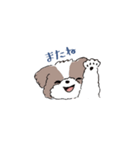 ゆるふわシーズー（個別スタンプ：12）
