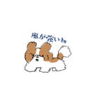 ゆるふわシーズー（個別スタンプ：24）