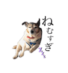 我が家の愛犬ロック（個別スタンプ：1）