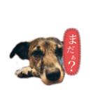 我が家の愛犬ロック（個別スタンプ：2）