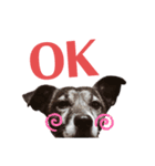 我が家の愛犬ロック（個別スタンプ：4）