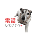 我が家の愛犬ロック（個別スタンプ：5）