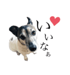 我が家の愛犬ロック（個別スタンプ：6）