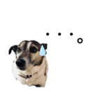 我が家の愛犬ロック（個別スタンプ：7）