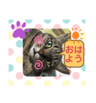 小梅とモモとでんちゃん2（個別スタンプ：3）
