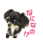 今日も今日とてチワワーず（個別スタンプ：3）