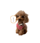 tiara1201（個別スタンプ：1）