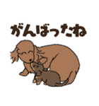 ダックス一家の家族スタンプ（個別スタンプ：31）