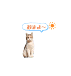 私の大事なペット達（個別スタンプ：1）