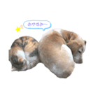私の大事なペット達（個別スタンプ：2）