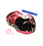 黒いヤツ。（個別スタンプ：2）