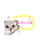 チャチャ氏のスタンプ（個別スタンプ：6）