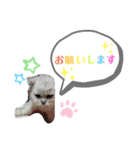 チャチャ氏のスタンプ（個別スタンプ：8）