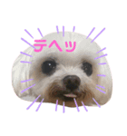 まゆてやんのスタンプ（個別スタンプ：6）