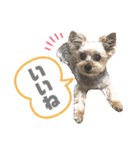 キララスタンプ②（個別スタンプ：3）