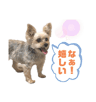 キララスタンプ②（個別スタンプ：6）