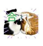 うちの猫野郎（個別スタンプ：1）