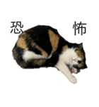 うちの猫野郎（個別スタンプ：3）