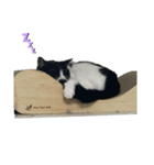 うちの猫野郎（個別スタンプ：4）