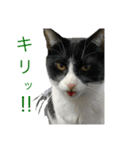 うちの猫野郎（個別スタンプ：5）