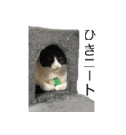 うちの猫野郎（個別スタンプ：7）
