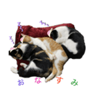 うちの猫野郎（個別スタンプ：8）
