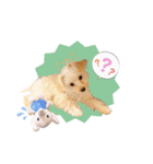ほしまるだしっ（個別スタンプ：7）