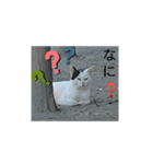 こんなのどうですか（個別スタンプ：5）