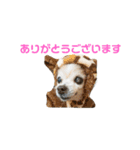 チワワのすもこねえさん3（個別スタンプ：1）