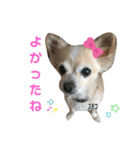 チワワのすもこねえさん3（個別スタンプ：5）